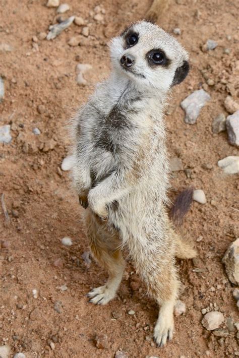 428 Best Meerkat Mobs Images On Pinterest Animal Kingdom Animal