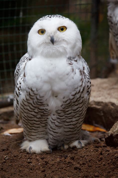 Better than any royalty free or stock photos. Snowy Owl Free Stock Photo - Public Domain Pictures