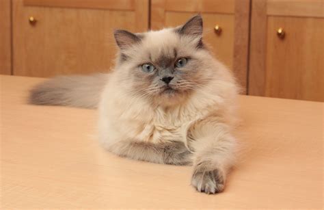 Himalayan cat has large, round head, flat. The Biggest Contribution Of Blue Point Himalayan Kittens ...