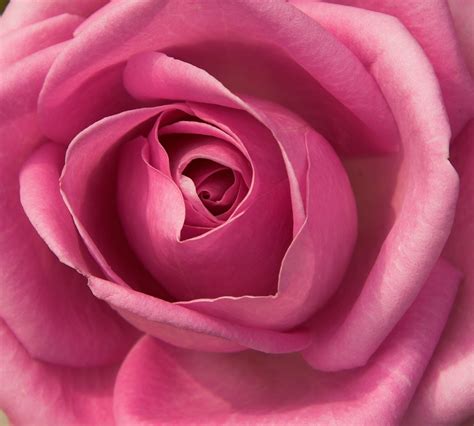 Pink Rose Yealink In Th