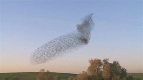 Massive Murmuration Of Starlings In Israels Skies