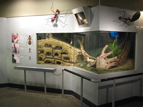 World Of The Insect Leafcutter Ant Exhibit Zoochat