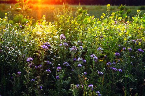 Wildflower Flower Meadow Fields Free Stock Photo Public Domain Pictures