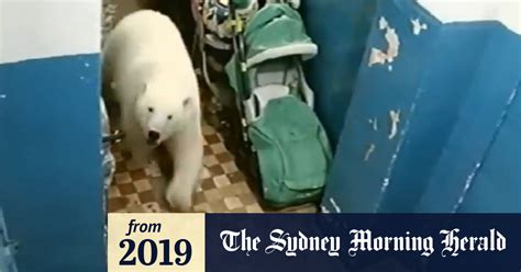 Video Polar Bears Invade Arctic Town