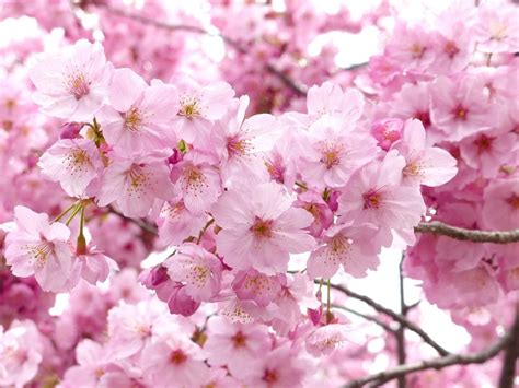 What Is The Meaning Of Cherry Blossom