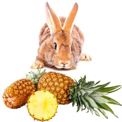 Can Rabbits Eat Pineapples?