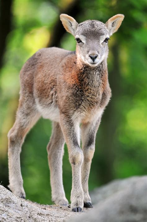 The Small One Standing And Attentive Baby Mouflon Of The Z Flickr