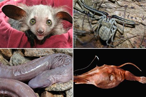 Most Scariest Animals On Earth The Earth Images Revimageorg