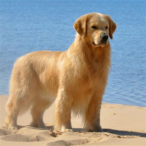 They benefit from lots of regular high intensity exercise when fully grown. Cachorro , Maravilhoso Filhotes De Golden Retriever Femeas ...
