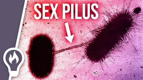 Why The Sex Pilus Is So Dangerous Horizontal Gene Transfer Youtube