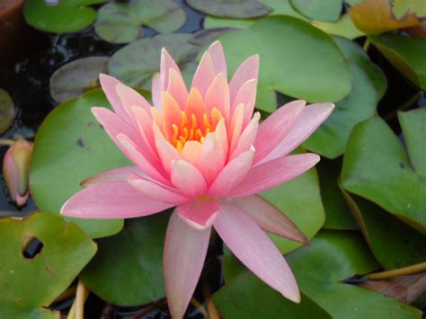 Lily beach resort & spa 5* курорт (все включено), huvahandhoo island. Daily Glimpses Of Japan: Water Lily And Lotus - Photos And ...
