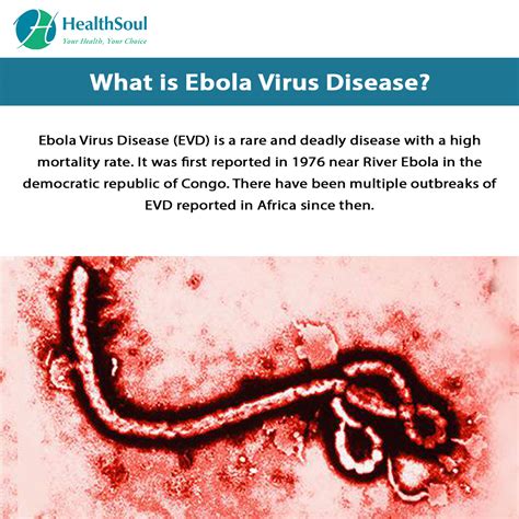 As the virus spreads through the body, it damages the immune system. Ebola Virus Disease: Symptoms and Treatment - Healthsoul