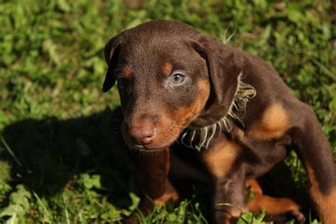 Doberman Puppy By Doberman4life On Deviantart