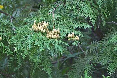 Check spelling or type a new query. Information about Arborvitae Trees - Gardenerdy