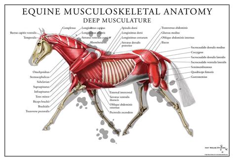 Horse Anatomy Muscular System Equine Massage
