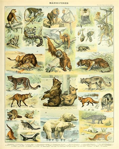 Vintage Animal Print Mammal Chart French Biology Poster Etsy