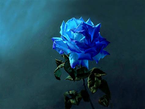 Artistic Blue Rose Wallpaper And Background Image 1600x1200 ID 642261