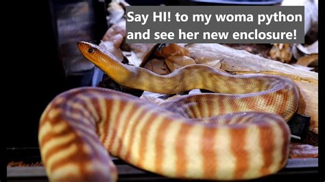 Meet Sydney My Woma Python And See Her New Enclosure Youtube