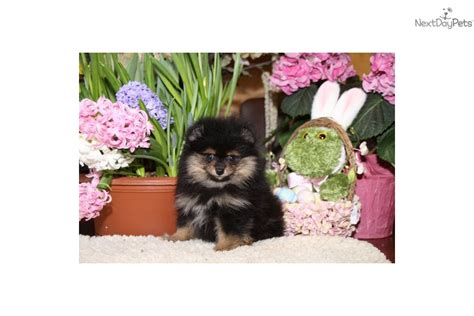 Must be signed into your treats account prior to purchase. Pomeranian puppy for sale near Mankato, Minnesota ...
