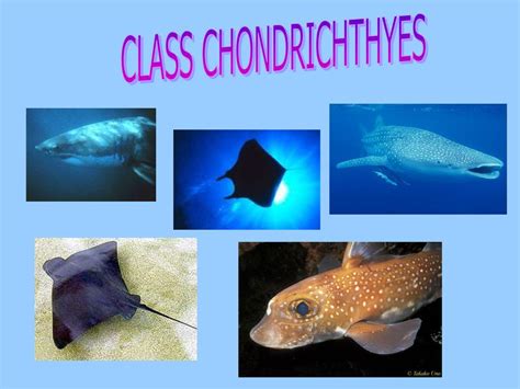 Class Chondrichthyes Ppt Download