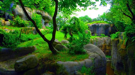 Green Background Nature Images Hd 1080p Hd Image Nature Pixelstalk