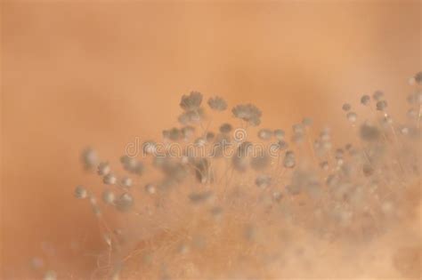 The best way to examine mold under a microscope is to grow your own in a controlled environment. Fungi,Rhizopus Bread Mold Under The Microscope. Stock ...