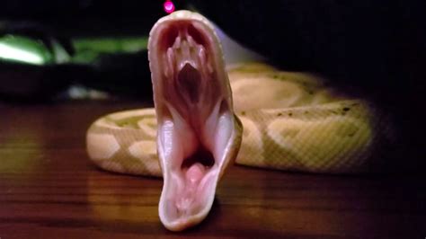 Banana Ball Python Yawn Youtube