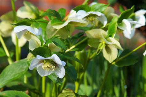 Vediamo le piante con fiori bianchi più belle e facili da coltivare. Piante Invernali Fiori Bianchi | Giardinaggio Milano
