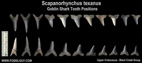 Goblin Shark Facts And Information Living Goblin Sharks And Their