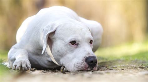 White Dog Breeds 31 Big And Small Pups With Short Or Fluffy Coats