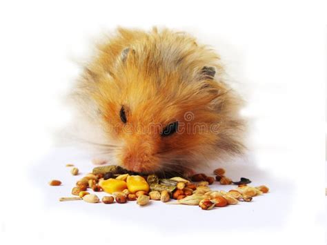 A Hamster Eating Stock Image Image Of Background Munch 10576763