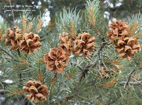 Pinus Monophylla Single Leaf Pinyon Pine California Gardens