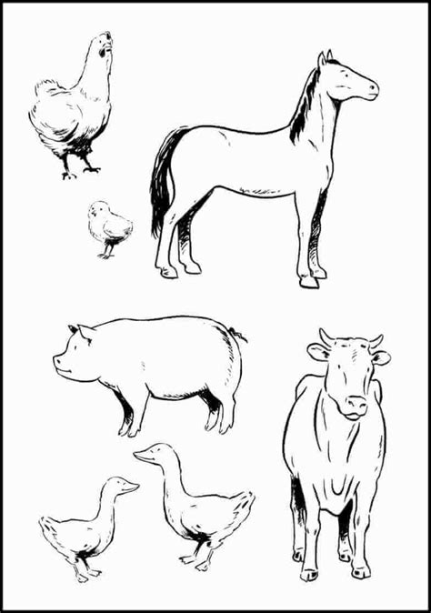 Farm Animal Coloring Pages Coloringrocks