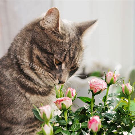 Cat Smelling Flowers Stock Photos Pictures And Royalty Free Images Istock