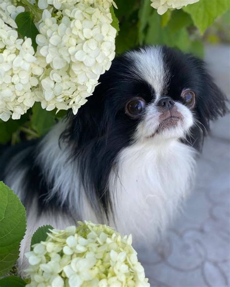 15 Interesting Facts About Japanese Chin The Dogman