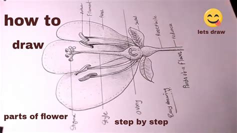 How TO Draw Parts Of Flower Parts Of Flower Diagram Draw Longitudinal