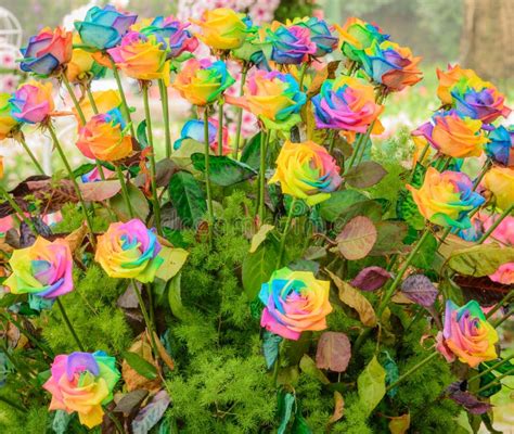 Beautiful Rainbow Roses Blooming In The Garden Stock Image Image