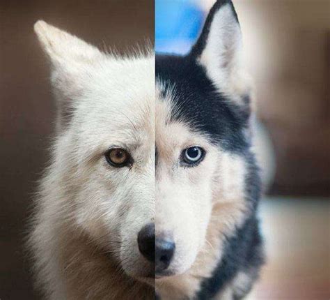 Las Diferencias Entre Perros Y Lobos Animales Leales