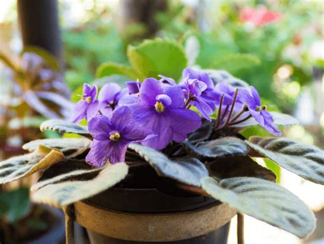 Check spelling or type a new query. African Violet Plant: How To Plant, Grow, and Care for ...