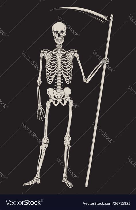 Grim Reaper With Scythe Royalty Free Vector Image
