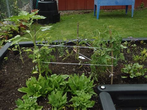 Ocdc Garden Blog Tomato Trellising And Building Hoop Structures