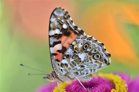 Painted Lady Moths And Butterflies Of North Carolina · Inaturalist