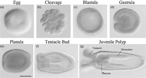 5 Developmental Stages Of Nematostella Oral End Is To The Left Scale Download Scientific