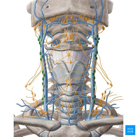 Anterior And Lateral Internal Jugular Lymph Nodes Nodi Lymphatici