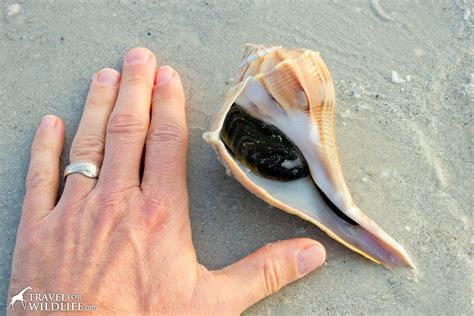 The Living Sea Shells A Photo Gallery Of Sanibel Island Seashore