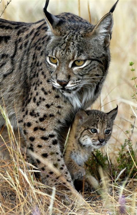 Small Wild Cat Breeds Cats Types