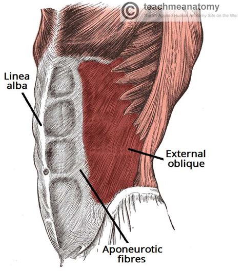 The Anterolateral Abdominal Wall Muscles Teachmeanatomy