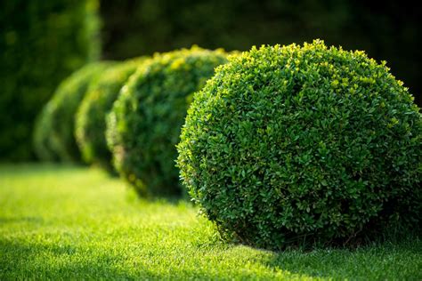 Best Hedges To Plant Fast Growing And Elegant Privacy Hedges Gardenerdy