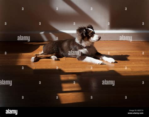 Toy Australian Shepherd Laying On Wood Floor Stock Photo Alamy