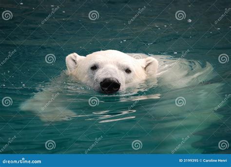 Swimming Polar Bears Head Above Water Surface Polar Bear With Drift
